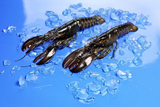Bogavante crudo