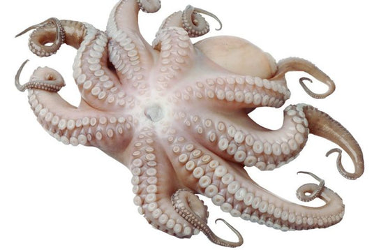 Pulpo crudo  (2/3 kg)